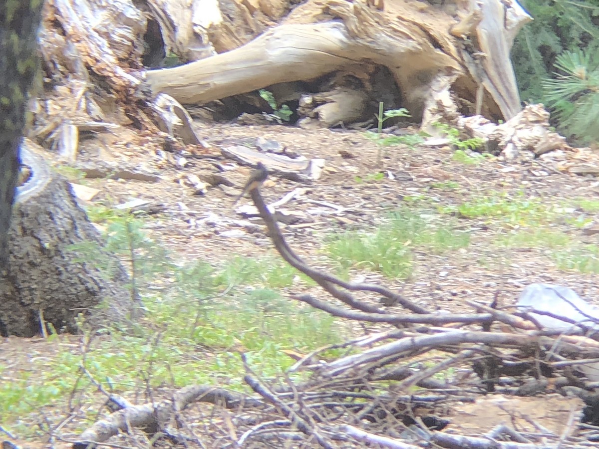 Black Phoebe - ML187731811