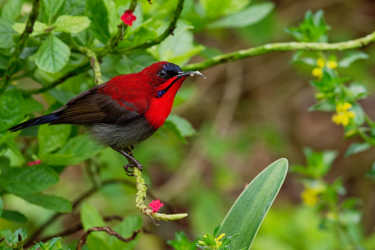 Crimson Sunbird - ML187732601