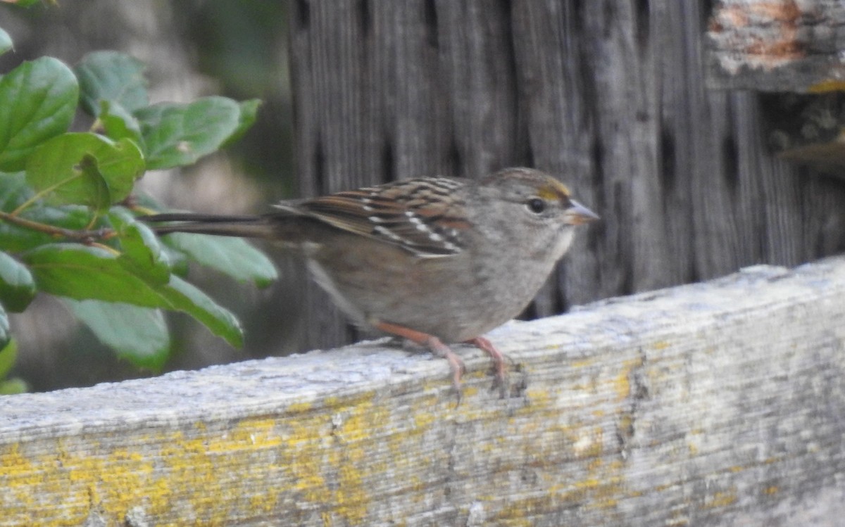 Golden-crowned Sparrow - ML187737231