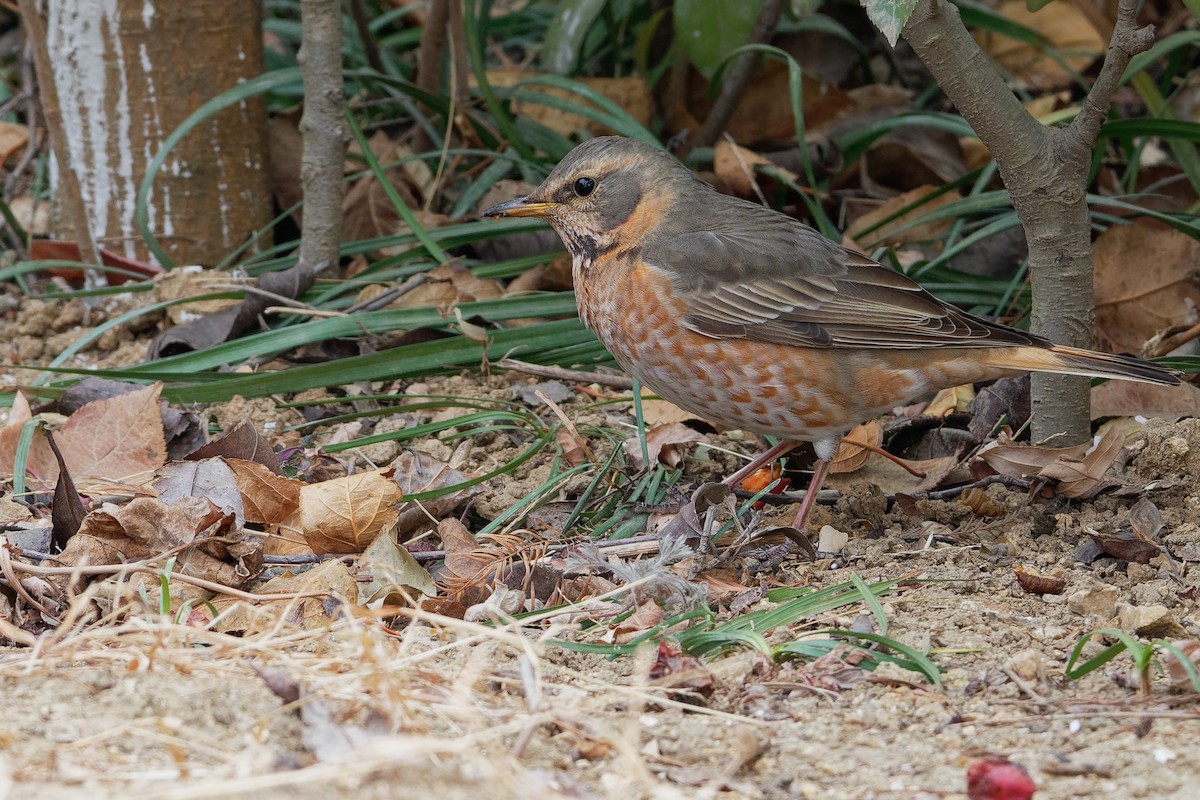 Naumann's Thrush - Vincent Wang