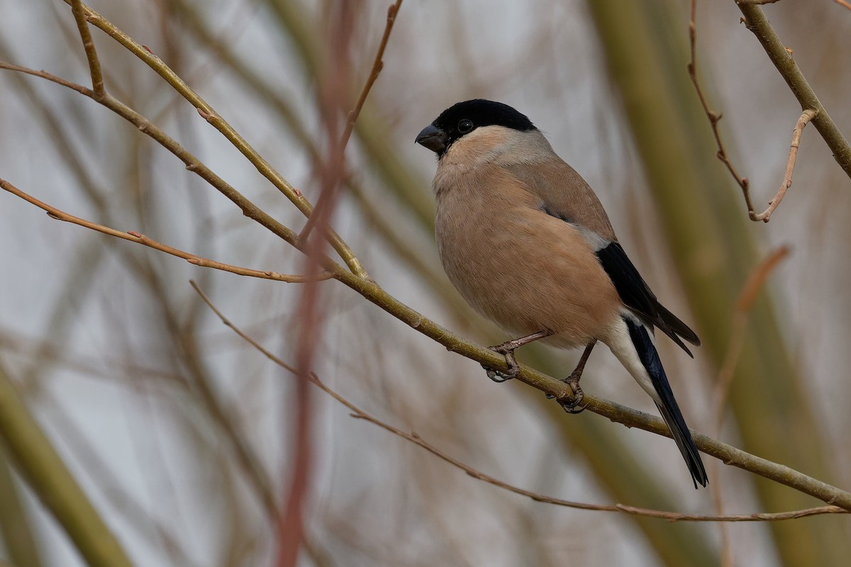 Eurasian Bullfinch (Baikal) - ML187738161