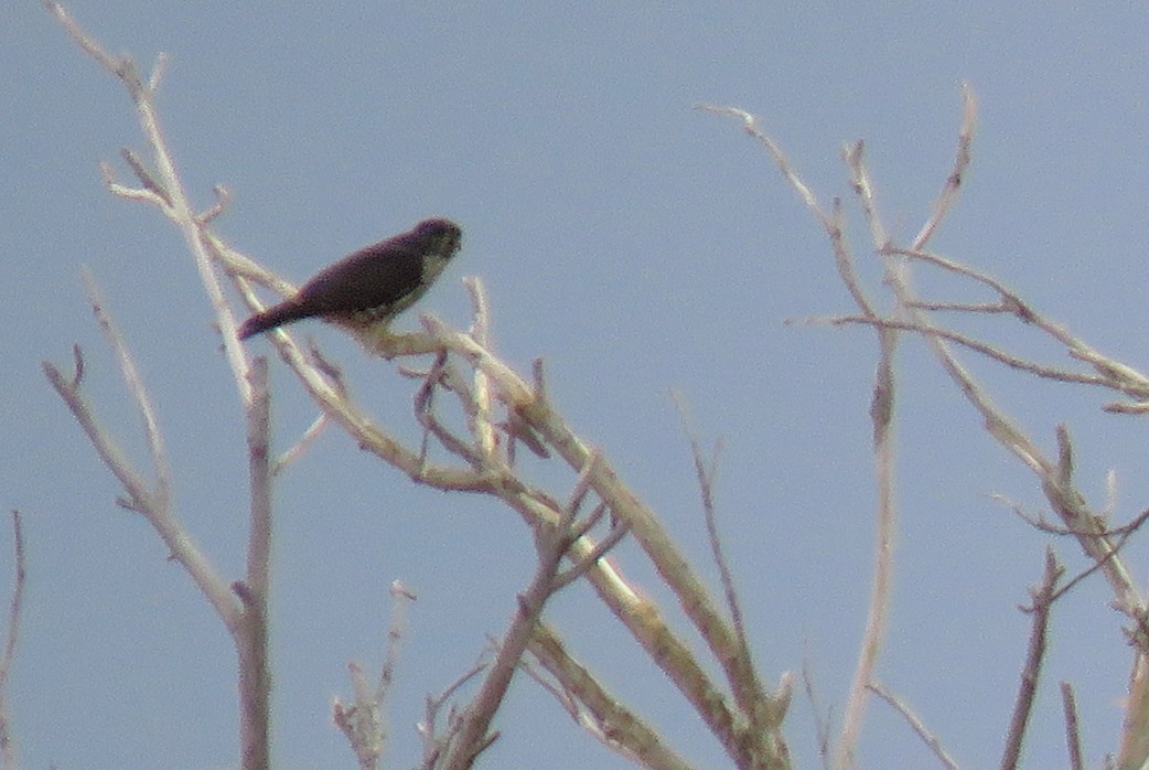 Merlin (columbarius) - ML187738401