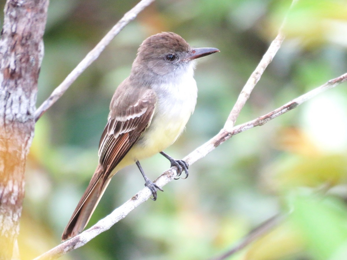 Brown-crested Flycatcher - ML187739491