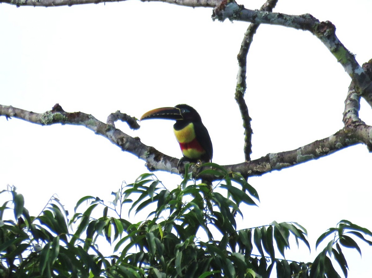 Chestnut-eared Aracari - ML187739531