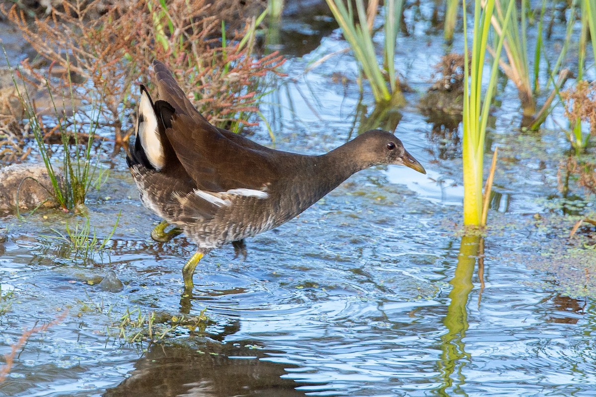 Eurasian Moorhen - ML187743841