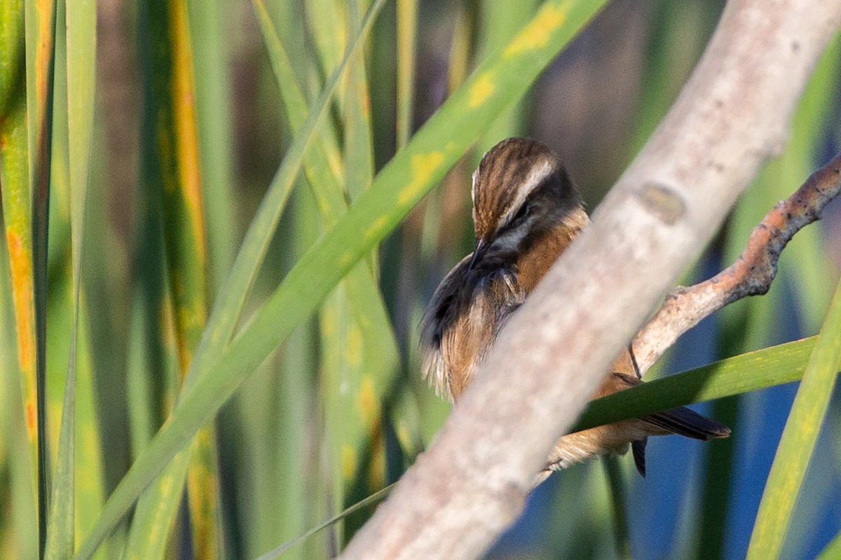 Moustached Warbler - ML187743981