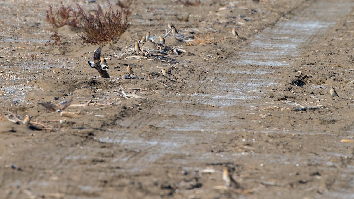 Northern Wheatear - ML187744261