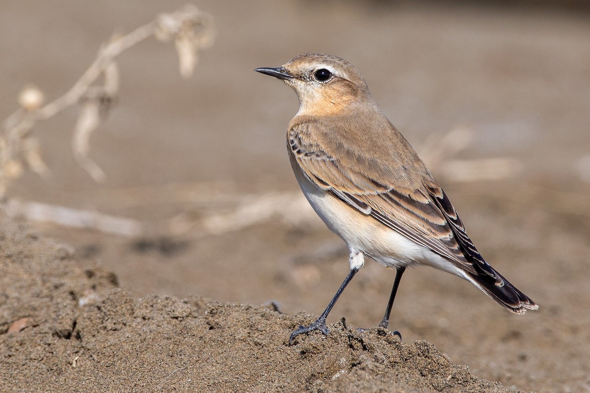 Northern Wheatear - ML187744571