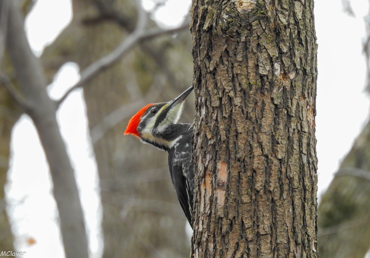 Pileated Woodpecker - Miguel Claver Mateos