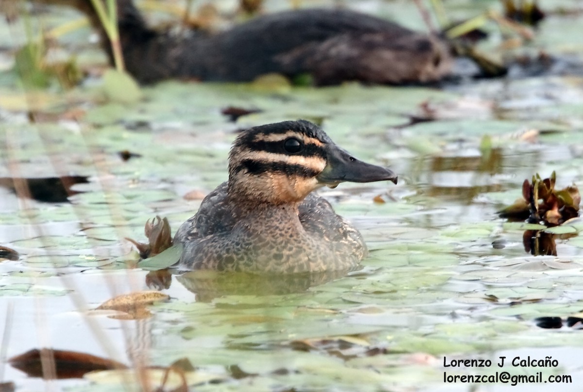 Masked Duck - ML187744871