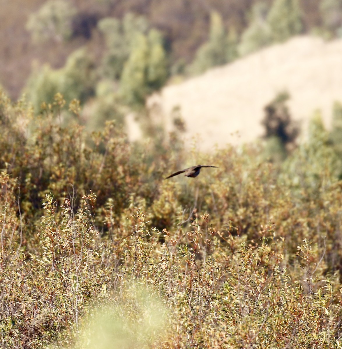 Common Quail - ML187745091