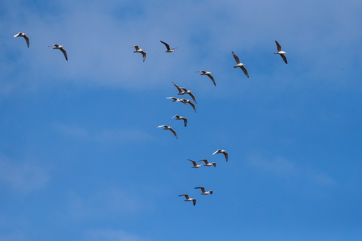 Pallas's Gull - ML187745311