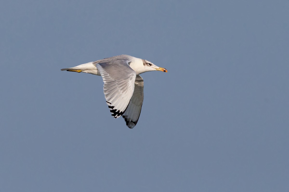 Pallas's Gull - ML187745501