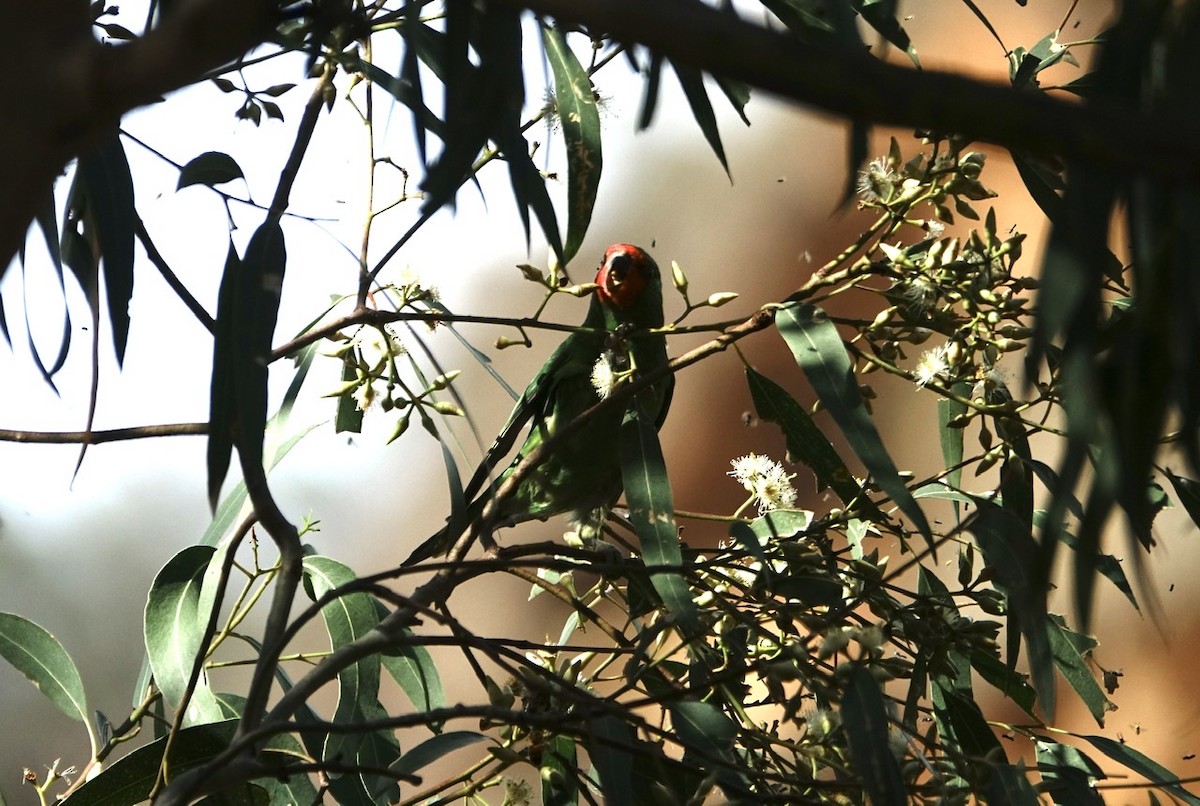 Little Lorikeet - ML187745541