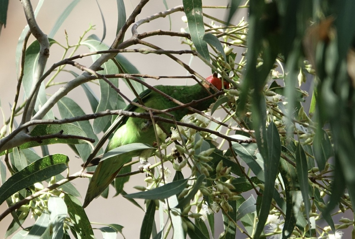Little Lorikeet - ML187745551