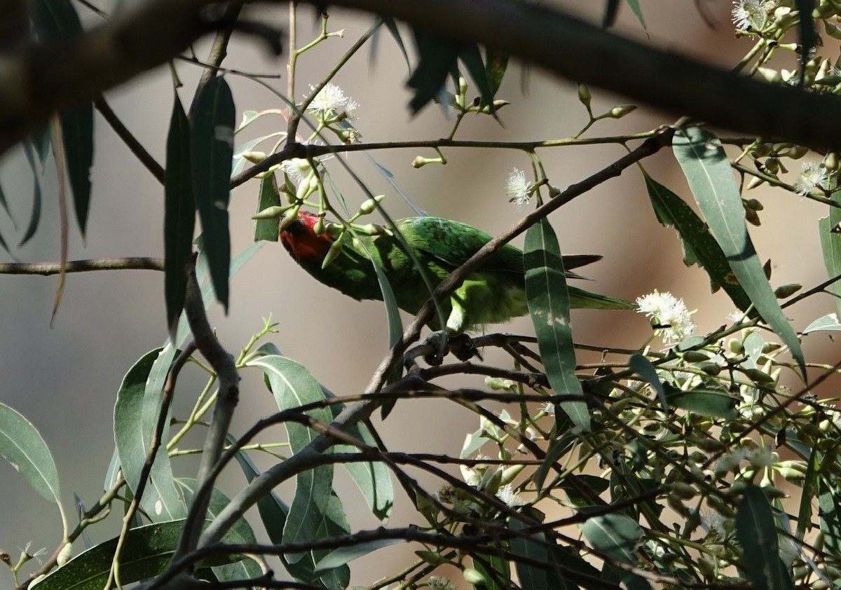 Little Lorikeet - ML187745561
