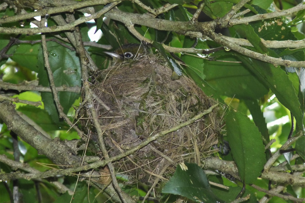 Silvereye - ML187745901