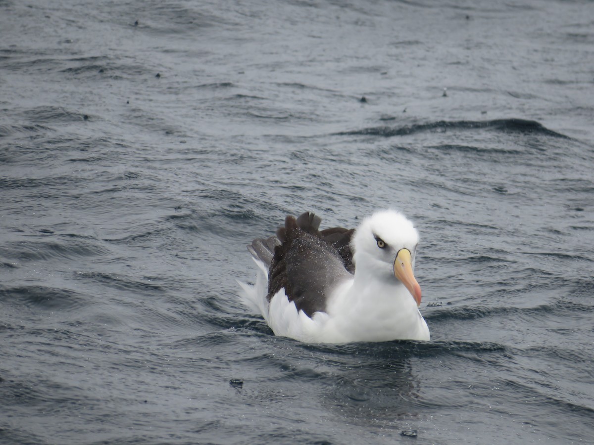 Чернобровый альбатрос (impavida) - ML187746361