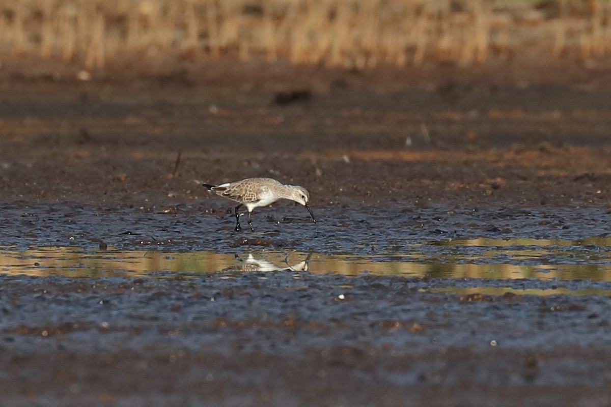 Curlew Sandpiper - ML187747111