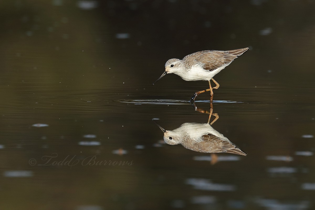 Teichwasserläufer - ML187747521