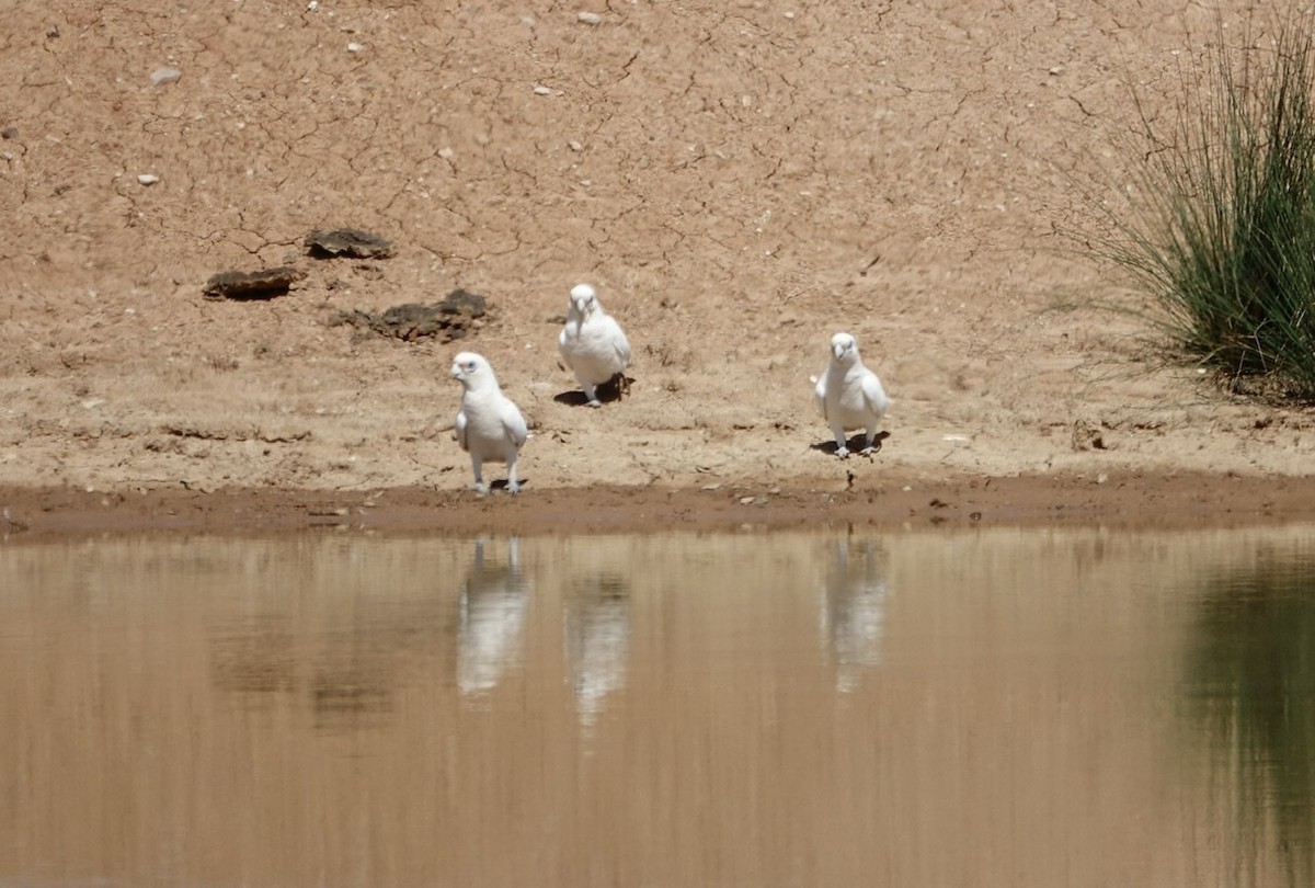 Uzun Gagalı Kakadu - ML187747681