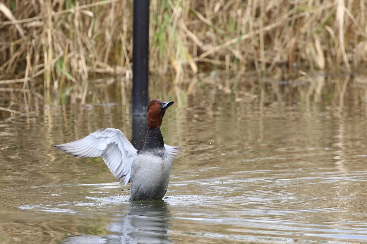 Common Pochard - ML187748581