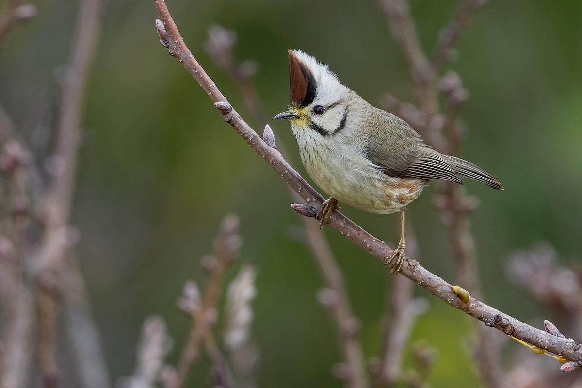 Taiwan Yuhina - Vincent Wang