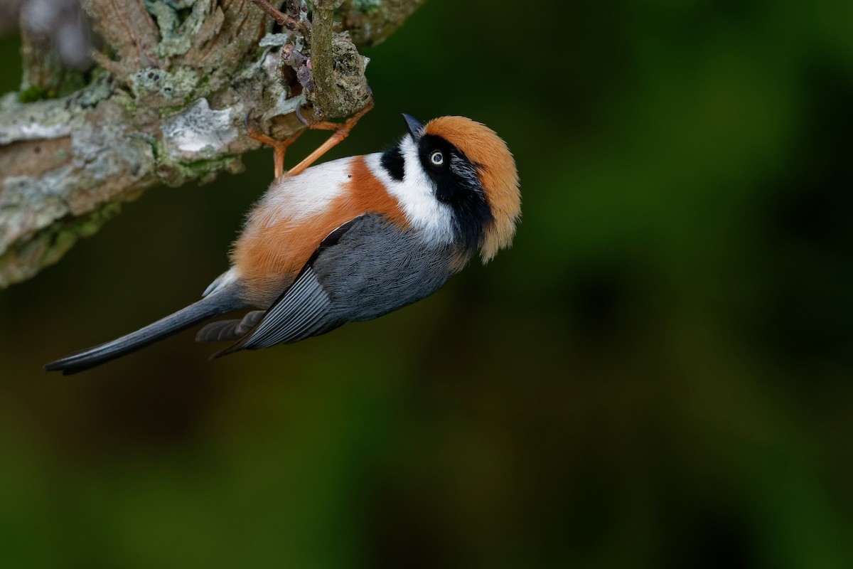 Black-throated Tit (Black-throated) - Vincent Wang