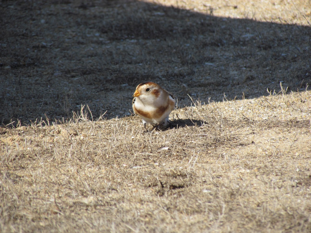 Snow Bunting - ML187750181