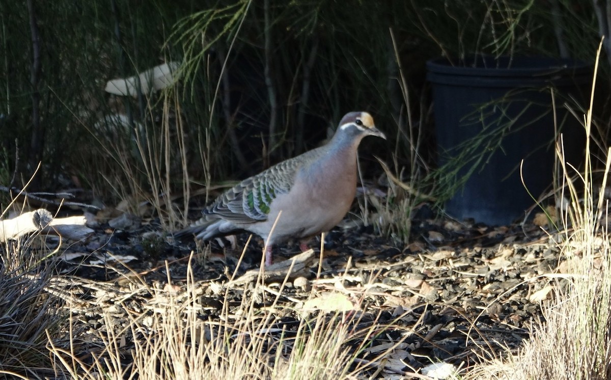 Common Bronzewing - Martin Brookes