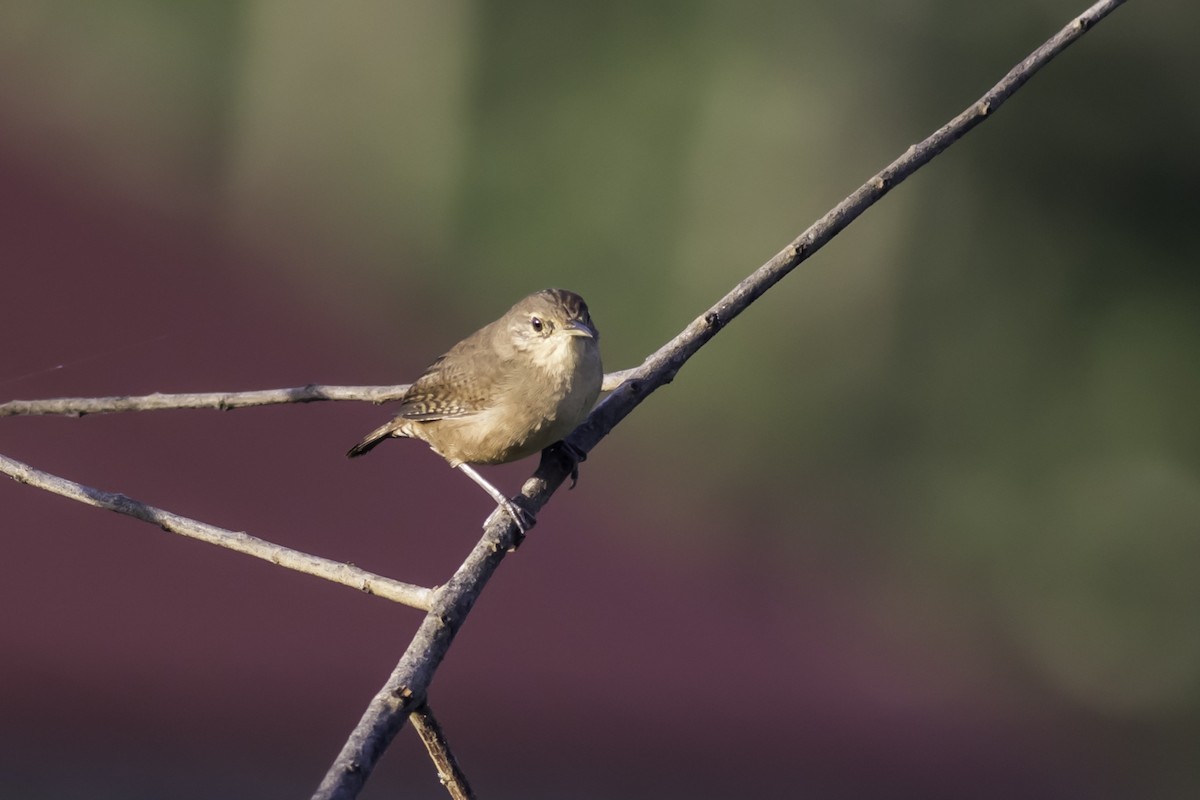 House Wren - Jorge Eduardo Ruano