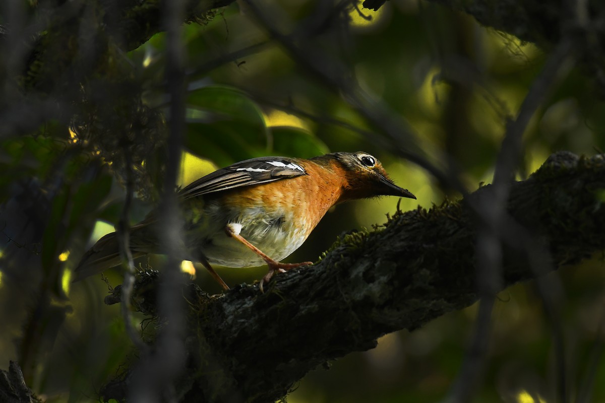 Orange Ground-Thrush - Daryl Dell