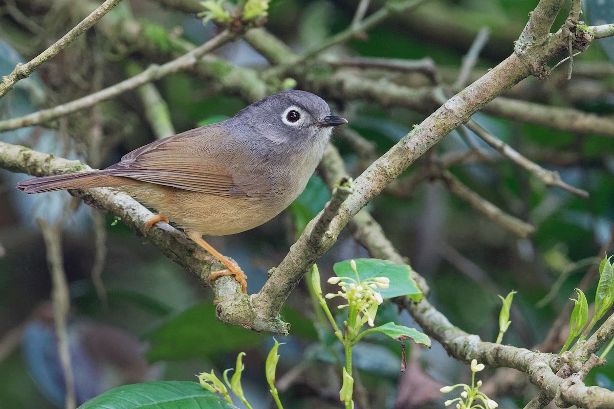 Morrison's Fulvetta - Vincent Wang