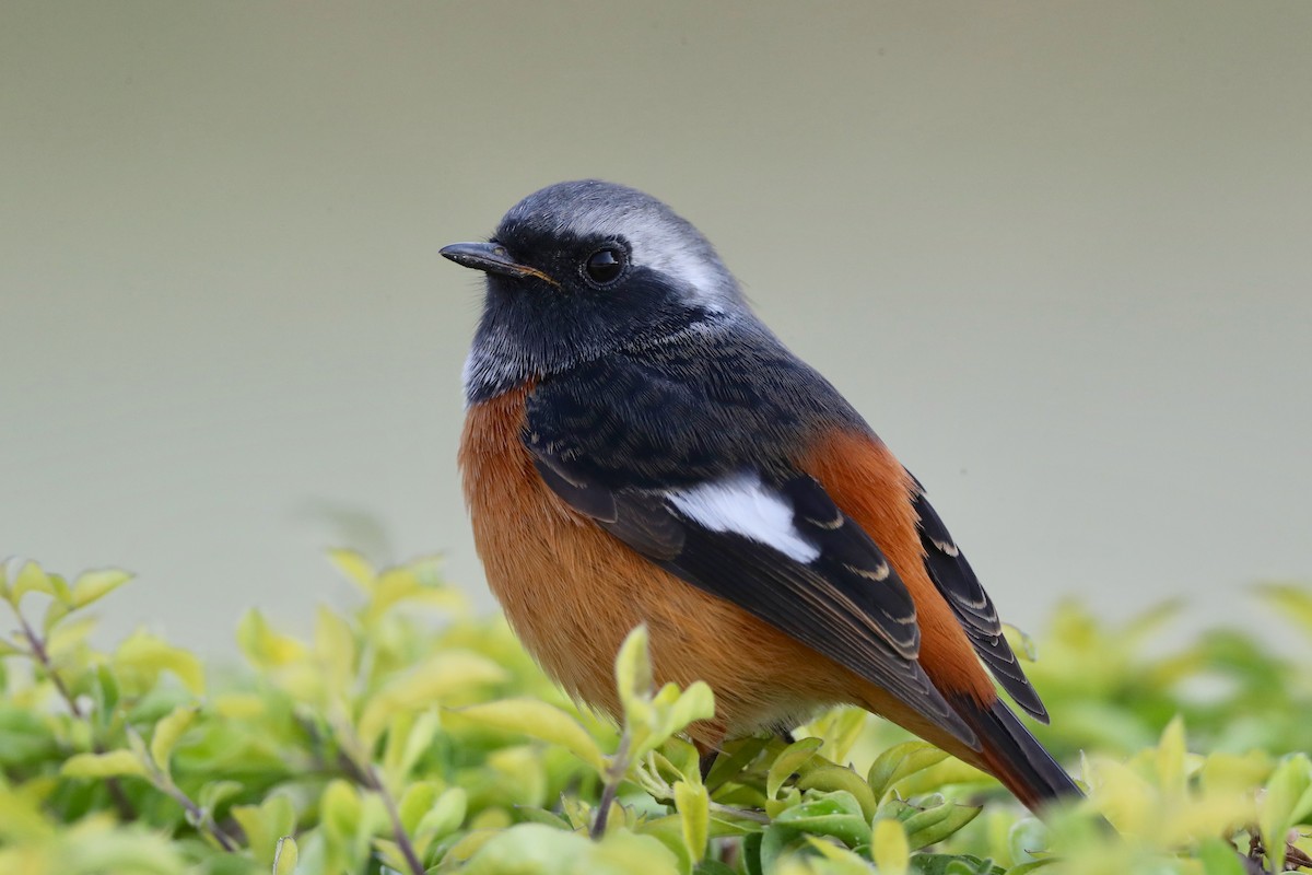 Daurian Redstart - ML187751311