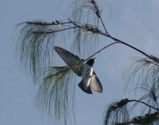 White-breasted Woodswallow - ML187751361