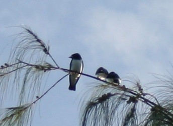 White-breasted Woodswallow - ML187751401