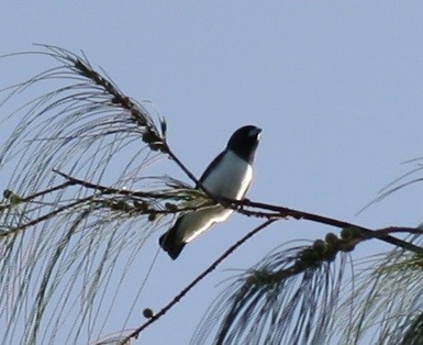 White-breasted Woodswallow - ML187751471