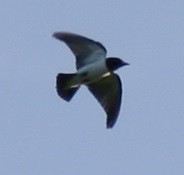 White-breasted Woodswallow - ML187751491