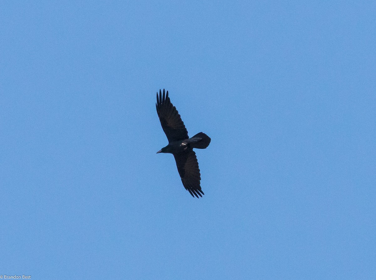 Common Raven - ML187751871