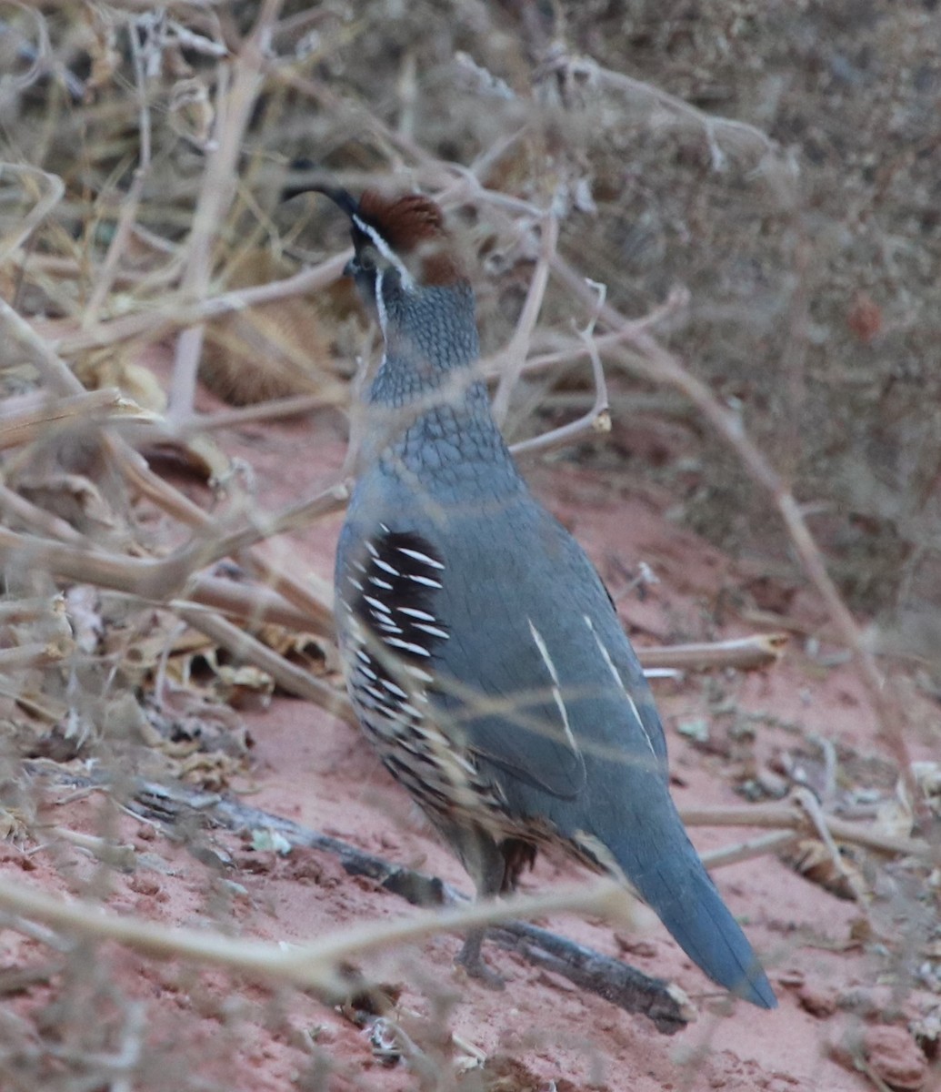 Gambel's Quail - ML187752301