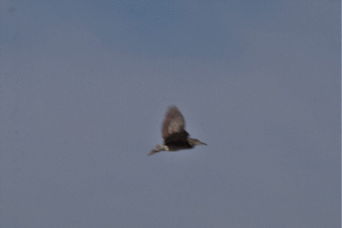 Black-crowned Night Heron - ML187753011