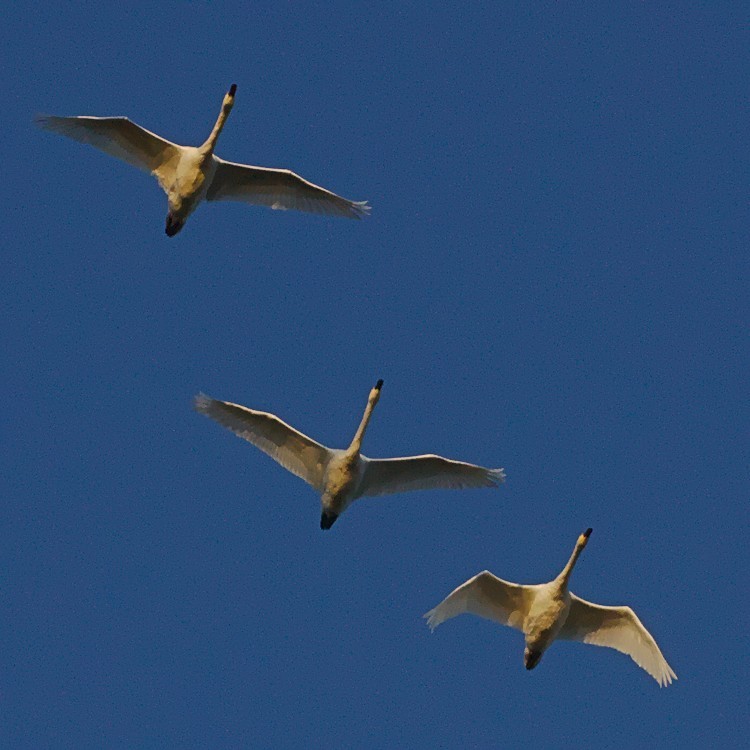 Tundra Swan - ML187754861