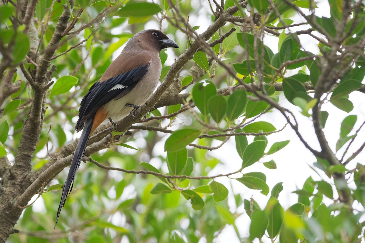 Gray Treepie - ML187754931