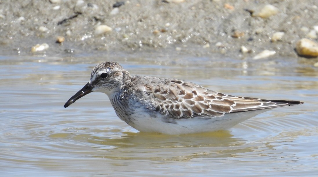 Weißbürzel-Strandläufer - ML187755621