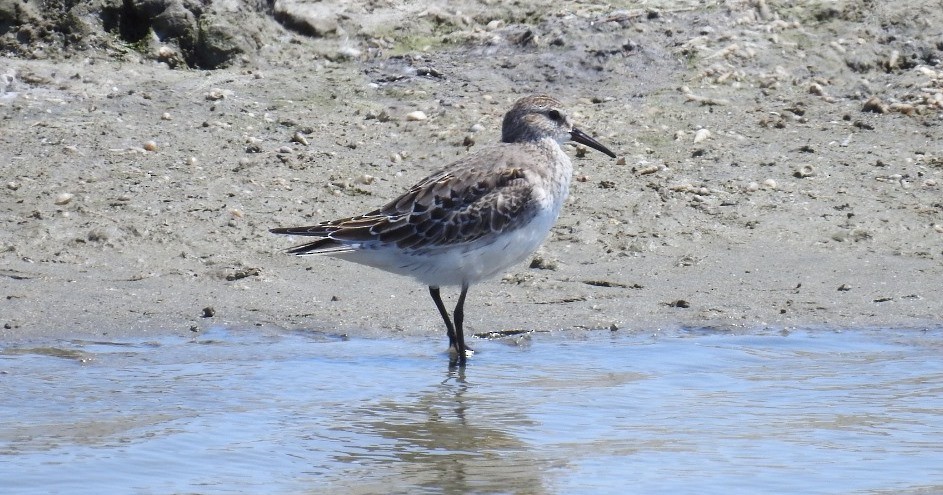 Weißbürzel-Strandläufer - ML187755631