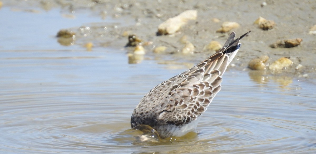 White-rumped Sandpiper - ML187755641