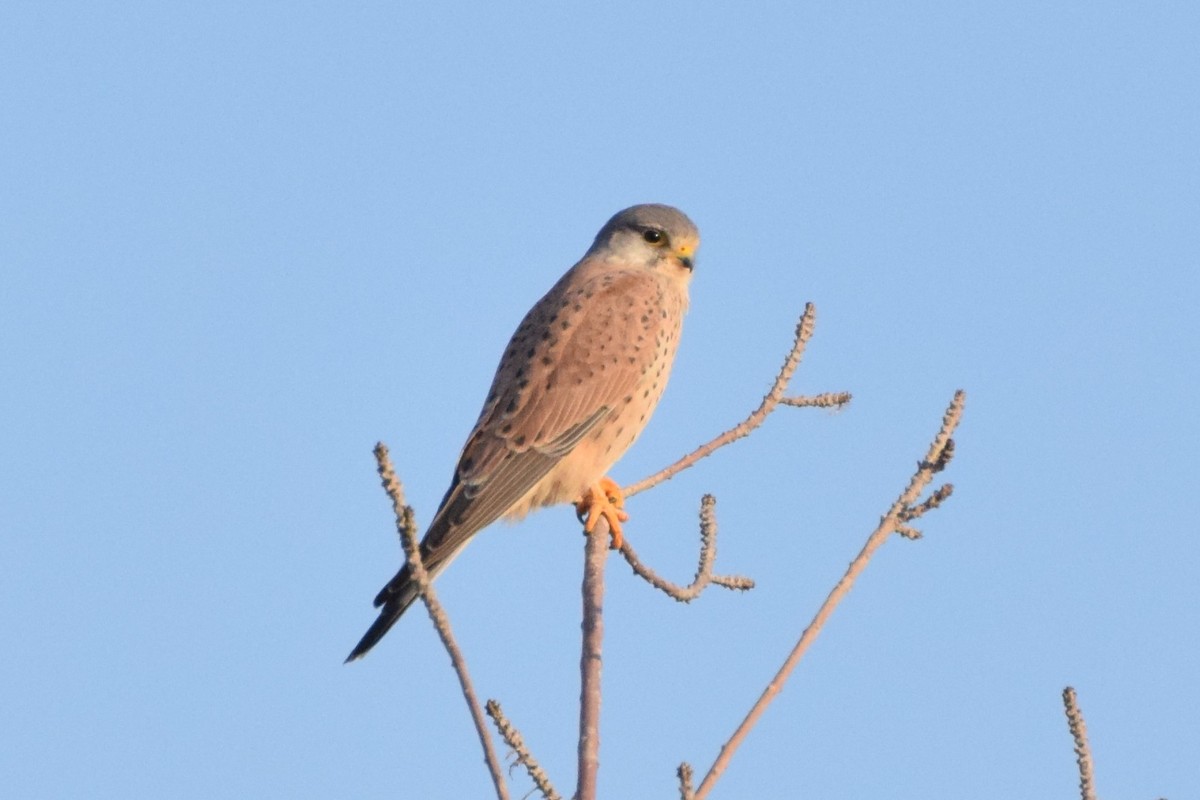 Eurasian Kestrel - ML187756051