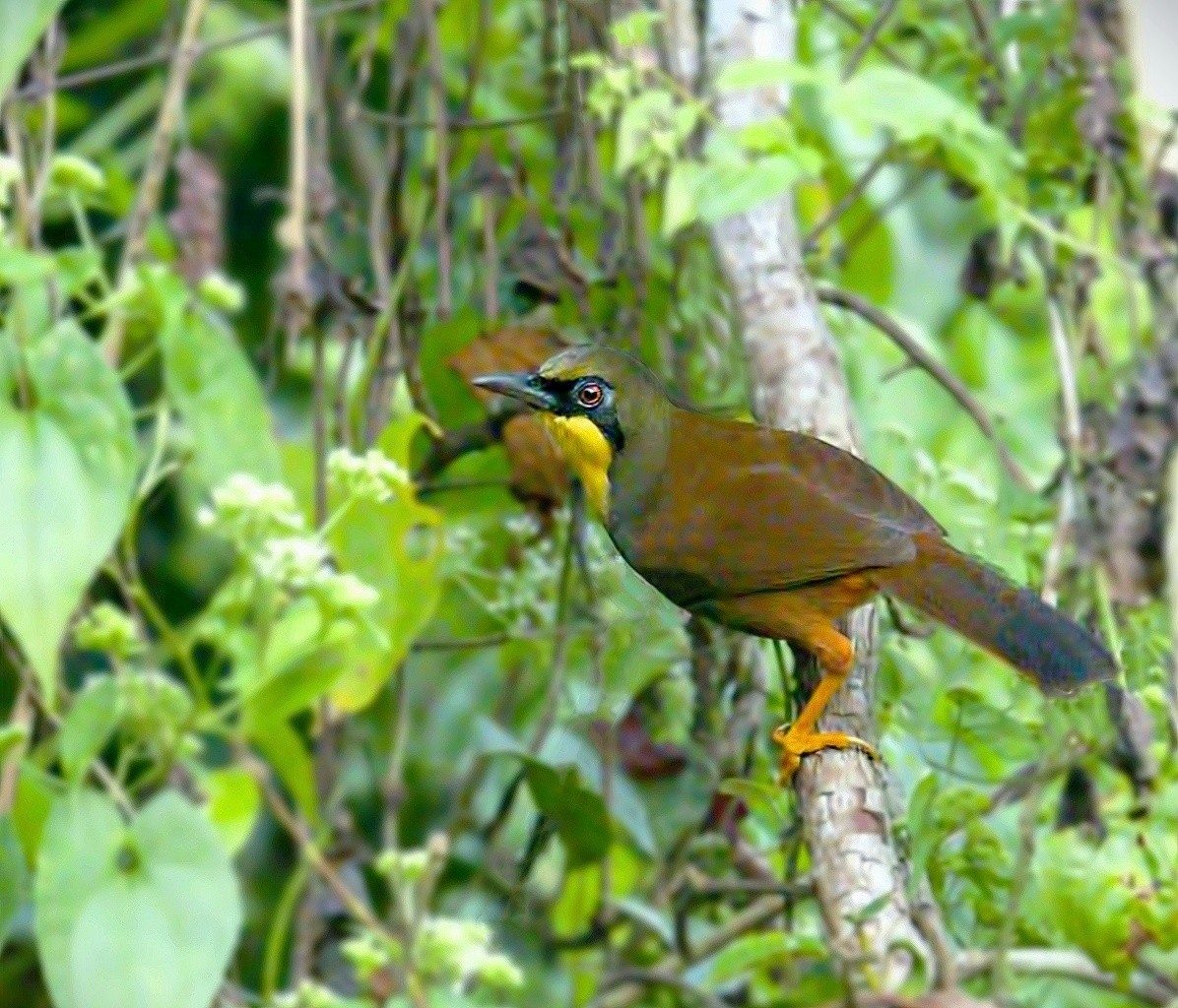 Rufous-vented Laughingthrush - ML187757031