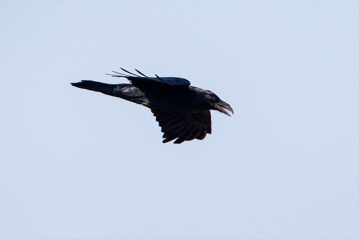 Common Raven - ML187757041