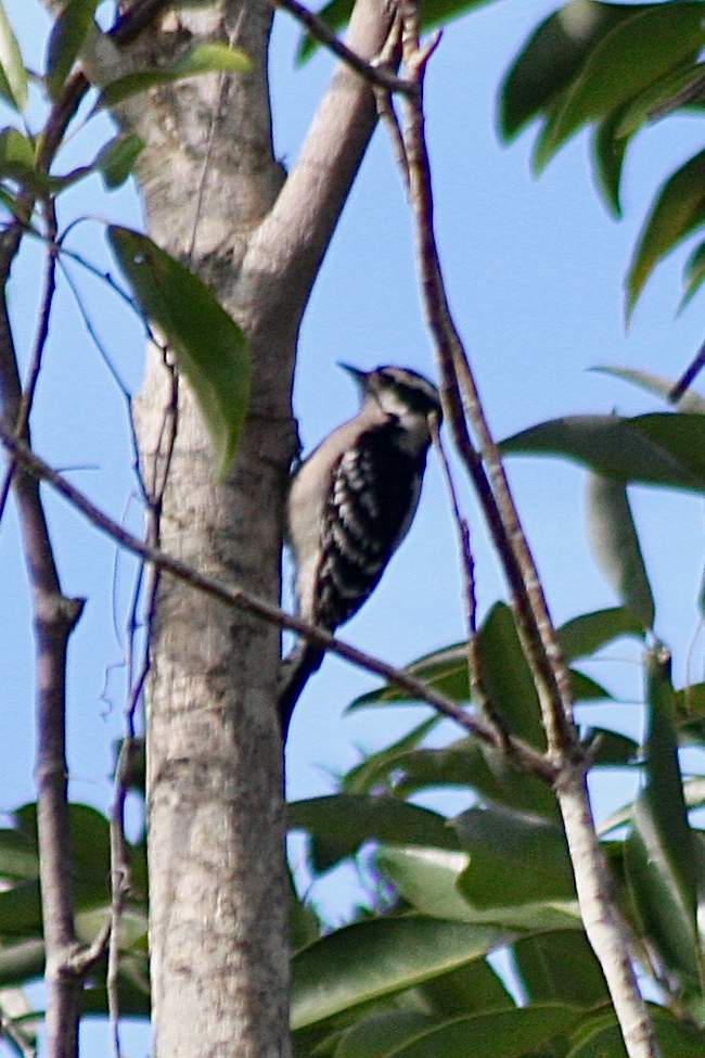 Downy Woodpecker - David Simpson